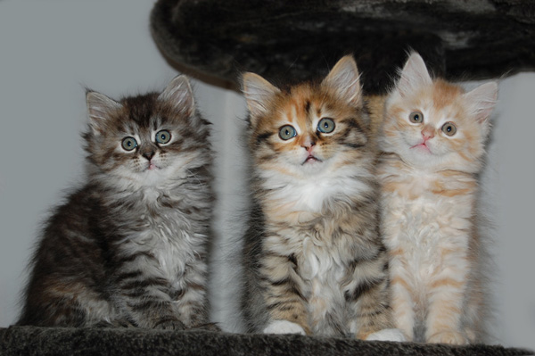 Qeshewa, Quayeli, Qesharo.jpg